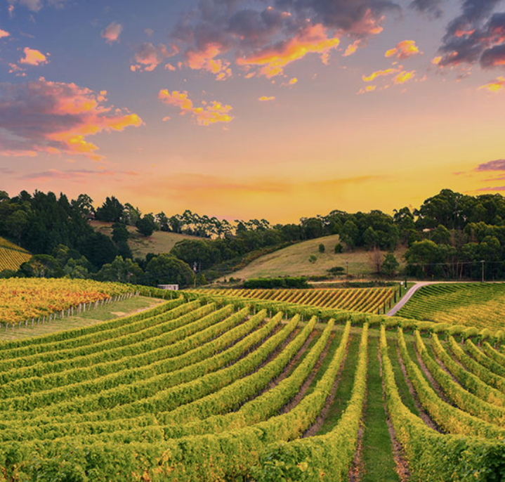 vista viñedos en el penedes